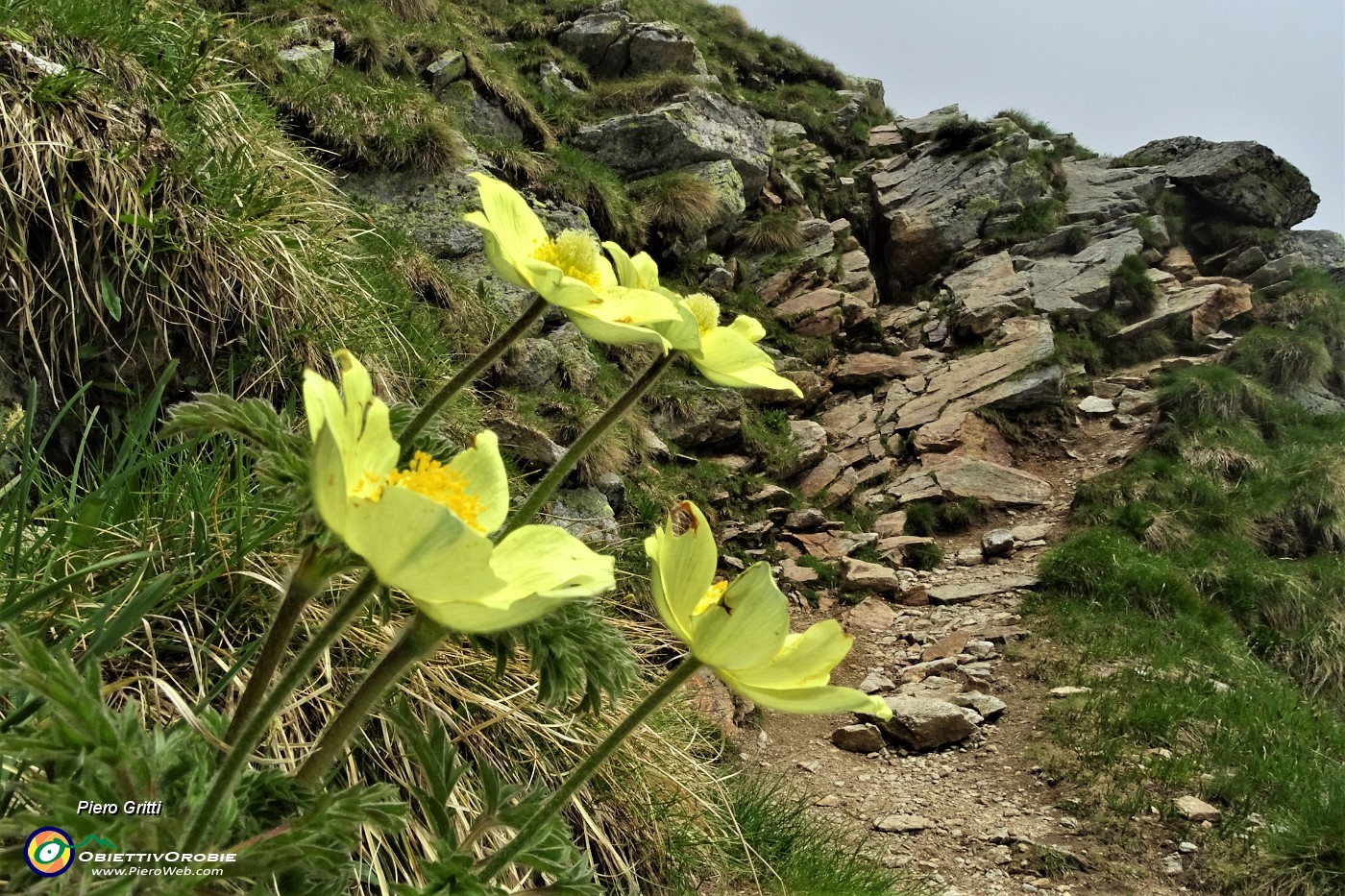 53 Pulsatilla alpina sulfurea.JPG